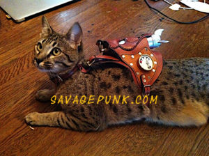 tabby cat in leather steampunk jetpack by Savage Punk Studio