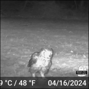 Great Horned Owl looking forward on trailcam at night in black and white dated April 16, 2024