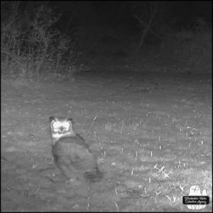 Great Horned Owl turned backwards but head is turned to camera on trailcam at night in black and white dated April 16, 2024