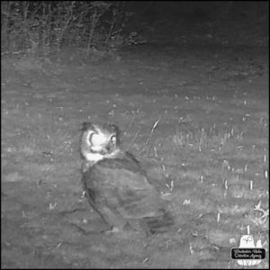 Great Horned Owl turned backwards but head is turned to camera on trailcam at night in black and white dated April 16, 2024