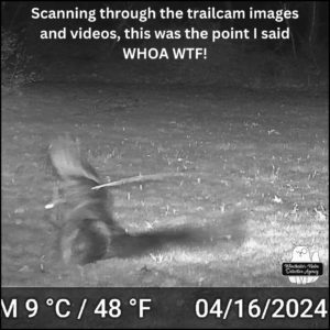 night time black and white trailcam image of a blurry creature with wings; info strip reads 48 degrees F; April 16, 2024; caption: Scanning through the trailcam images and videos, this was the point I said, Whoa WTF!