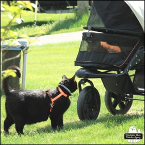 Oliver in his stroller in the grass being greeted by Gus on the ground.