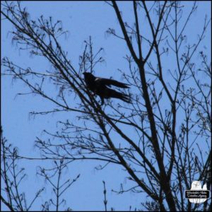 one of the fish crows cawing from a branch above us