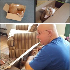 3 images of orange tabby Oliver during his first year in boxes; widest image is his Grandpa "unboxing" him on his lap.