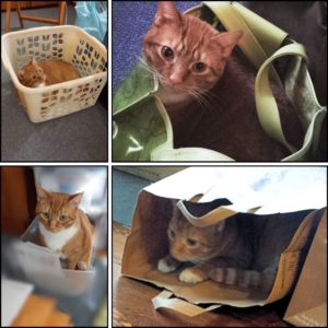 4 images of orange tabby Oliver from different ages in: a laundry basket, a tote bag, a file drawer, a paper bag