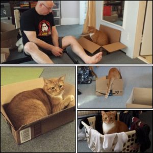 3 images of orange tabby Oliver in boxes from different ages and 1 of Ollie in a laundry basket; main photo is Ollie in a box next to his Butler who is assembling something.