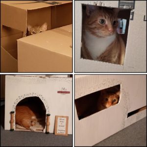 4 images of orange tabby Oliver in the boxes that eventually because the "office, tavern, and penthouse" for him and Gus.