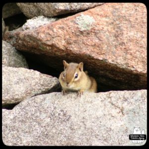 chipmunk looking out of a space between rocks at the rock wall