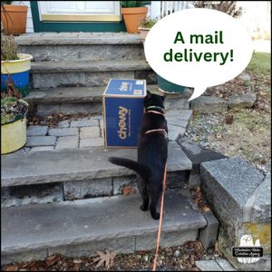 black cat Gus climbing up the stoop to sniff a delivery box; "A mail delivery!"