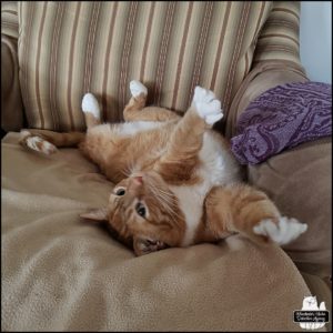 ginger tabby Oliver on his back with his white paws and belly up as he wakes up from a nap in his chair.