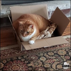 Oliver in a new box quite comfortable curled up but awake to test it out.