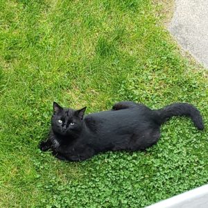 the fake Gus with tiny chest patch showing, lying in the grass below; he or she appears to be perfectly content in the wet grass and so close to our back porch; eyes are looking up at Gus above on the balcony. (view from directly above on the balcony)