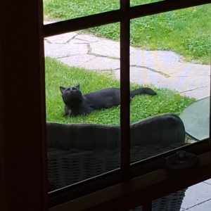 the fake Gus with tiny white chest patch showing, lying in the grass below; he or she appears to be perfectly content in the wet grass and so close to our back porch; eyes are looking up at Gus above on the balcony. (view from inside the house through a window)