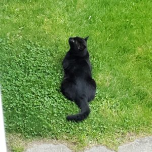 the fake Gus lying in the grass below; he or she appears to be perfectly content in the wet grass and so close to our back porch; eyes are looking up at Gus above on the balcony. (view from the balcony)