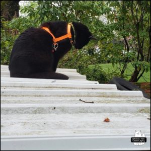 black cat Gus on the roof of the haunted old well house where he knows squirrels slip in and out of the space under the roof. Gus is wearing his yellow and black Crime Scene collar with his safety orange harness.