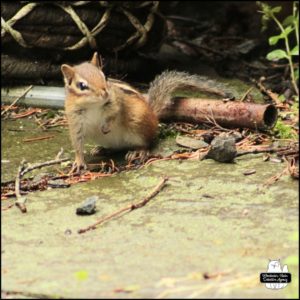 Chipmunk, Pipi Lansbury, on the patio slate slab "floor" next to a piece of metal pipe.