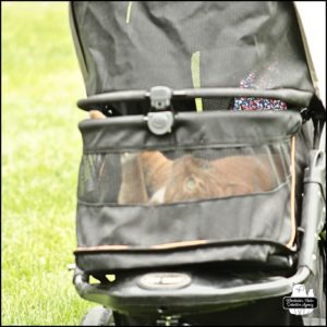 orange and white tabby Oliver lying down inside his stroller as he playfully rolls around