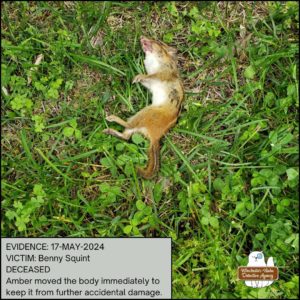 graphic photo of dead chipmunk, Benny Squint, in the grass