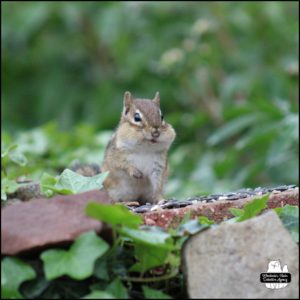 chipmunk stands upright with one paw raised while having a mouthful of seeds on top of a red brick covered in ivy