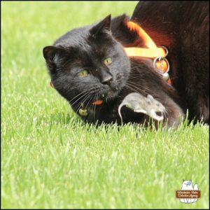 close up of Gus and Mice "Mike" Murdock in action; Mike is leaping over the grass.