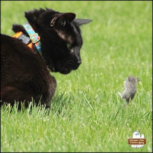 close up of Gus and Mice "Mike" Murdock in action; Mike appears to have lost his balance mid-leap and is falling backwards over the grass.