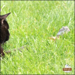 close up of Gus and Mice "Mike" Murdock in action; Mike is leaping over the grass.