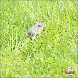 Mice "Mike" Murdock moving through the grass