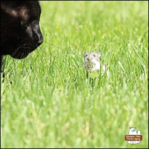 close up of Gus who is only inches from Mice "Mike Murdock" in the grass; Mike is facing the camera and holding up a hand as if to say, "wait a minute".