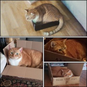 4 images of orange tabby Oliver in boxes from different ages