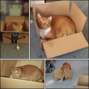 4 images of orange tabby Oliver in boxes from different ages