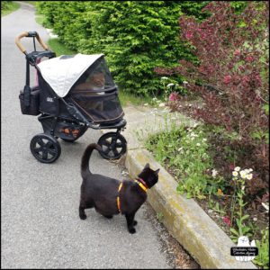 orange and white cat Oliver in his buggy next to black cat Gus on the pavement at a curb where they are inspecting the spring flowers.