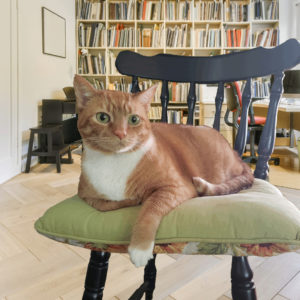 Oliver on a cushion on a chair photoshopped against a neat and orderly office with a wall of bookshelves