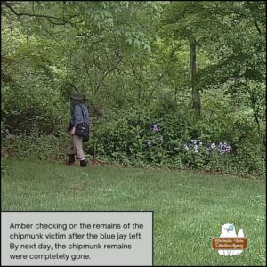 Amber wearing her outdoor gear as she walks to the place where the blue jay moved chipmunk Benny Squint's body.