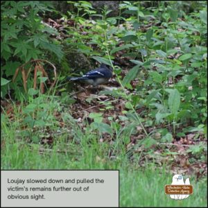 blue jay Loujay on top of the chipmunk's body (Benny Squint) in a spot next to rocks and in the weeds on top of dead brown leaves allowing the remains to blend in.