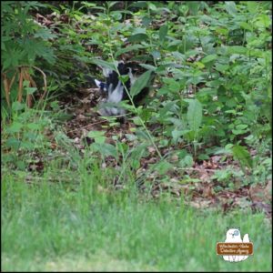 blue jay Loujay on top of the chipmunk's body (Benny Squint). He's actively fluttering as he takes bites of the chipmunk.