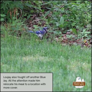 In a new location, blue jay Loujay Ferrante, standing next to the body of chipmunk, Benny Squint who is obscured by the grass.