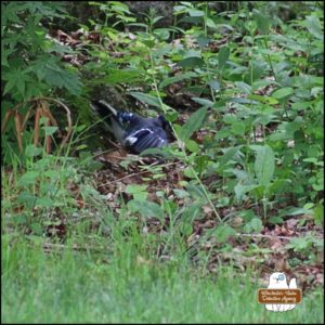 blue jay Loujay on top of the chipmunk's body (Benny Squint). He's actively fluttering as he takes bites of the chipmunk.