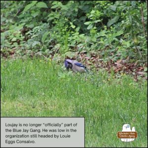 blue jay Loujay Ferrante, pecking at the victim's remains as he stands over the body of chipmunk, Benny Squint who is obscured by the grass.