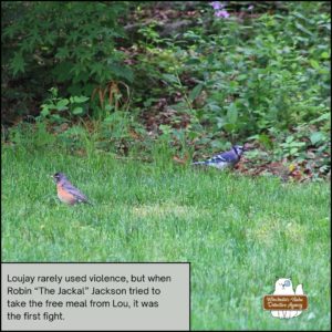 blue jay Loujay Ferrante, standing on the body of chipmunk, Benny Squint who is obscured by the grass. A robin (Robin "The Jackal" Jackson) stands to the side with his back to the blue jay after losing a fight.