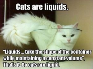 Cats are Liquid meme; fluffy white cat in a bowl; "Liquids take the shape of the container while maintaining a constant volume." That's it. So cats are liquid.