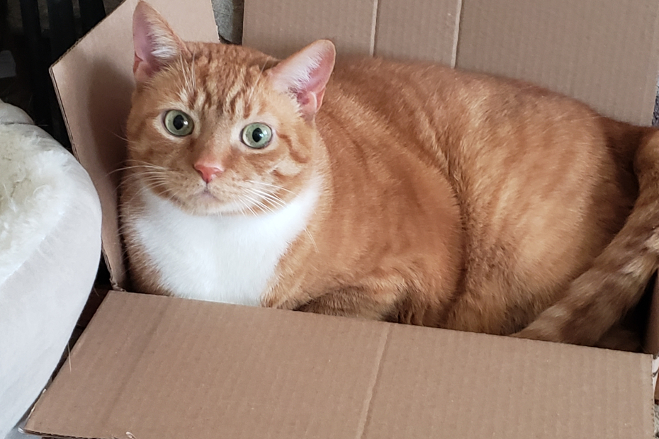 Oliver in a new box quite comfortable curled up but looking at the camera