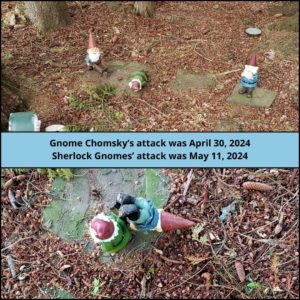 top image: 3 garden gnomes where the middle one (Gnome Chomsky) is face down on a slate stone. bottom image: Sherlock Gnomes (gnome with wheelbarrow) is face down next to standing gnome on slate paver. Caption: Gnome Chomsky's attack was April 30, 2024. Sherlock Gnomes' attack was May 11, 2024.