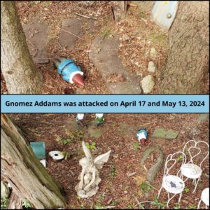 top image: close up of Gnomez Addams face down on the ground in front of the slate pavers leading to the door at the base of a tree. bottom image: same but zoomed out to show two other gnomes still standing. Caption: Gnomez Addams was attacked on April 17 and May 13, 2024.