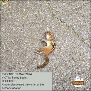 graphic photo of dead chipmunk, Benny Squint, on pavement