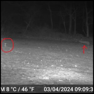 night time black and white trailcam footage of a bobcat stalking an alert bunny rabbit; red circle around rabbit and red arrow pointing to blurry bobcat at the right edge of the frame