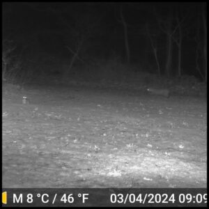 night time black and white trailcam footage of a bobcat stalking an alert bunny rabbit; blurry bobcat getting closer