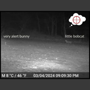 night time black and white trailcam footage of a bobcat stalking an alert bunny rabbit; thought bubble over bobcat with a rifle scope target symbol