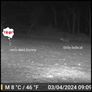 night time black and white trailcam footage of a bobcat stalking an alert bunny rabbit; thought bubble over rabbit with expletive symbols