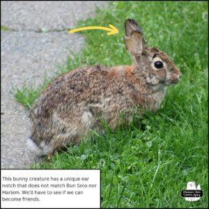 close up of the bunny rabbit with right ear notch and split; fur looks patchy; wolpertinger