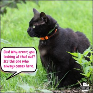 black cat Gus sitting in the grass. human word balloon: Gus! why aren't you looking at that cat? It's the one who always comes here.